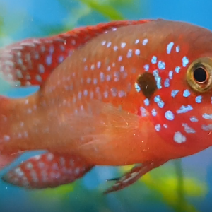 Hemichromis bimaculatus