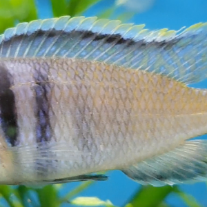 Placedochromis electra