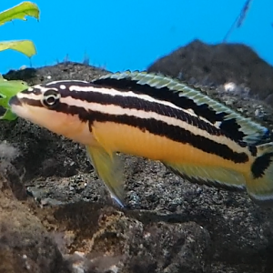 Julidochromis ornatus ( I think )