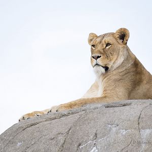 Lioness