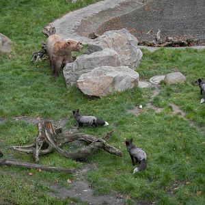 Silver fox and hybrid bear enclosure