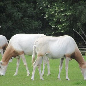 Scimitar-horned oryx