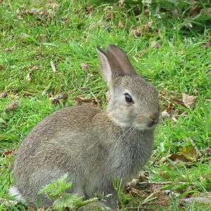 Wild rabbit