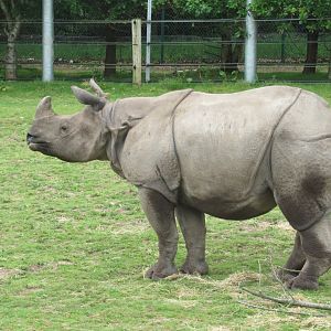 Rhino
