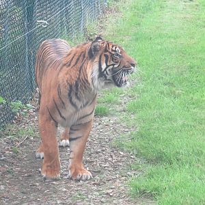 Sumatran tiger
