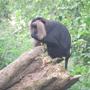 Lion-tailed macaque