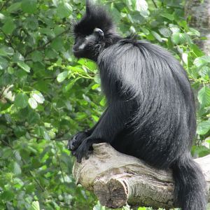 Francois langur