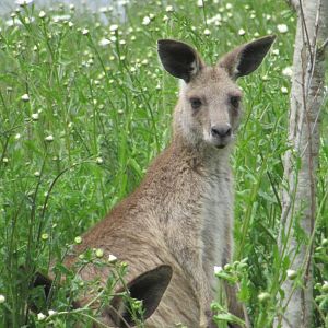 Free-ranging kangaroo