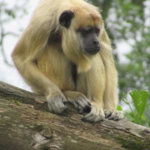 Howler monkey