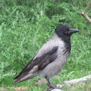 Wild hooded crow youngster