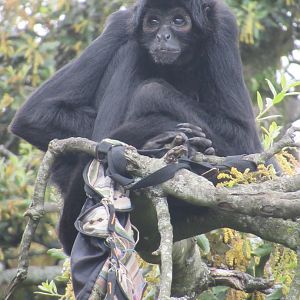 Colombian black spider monkey