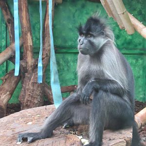 Grey-cheeked mangabey