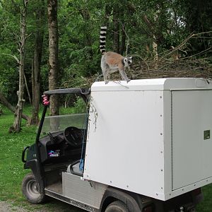 Free ranging lemur