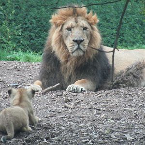 Male + cub
