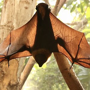 Fruit Bat Silhouette
