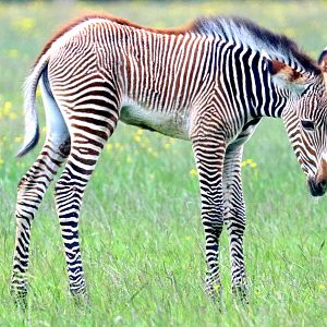 Young Grevy's zebra; Whipsnade; 14th June 2019