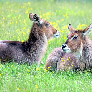 Common waterbuck; Whipsnade; 14th June 2019