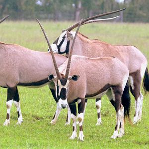 Gemsbok; Whipsnade; 14th June 2019