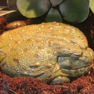 African bullfrog - Pyxicephalus adspersus