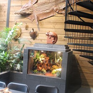 Enclosure Africa bullfrog