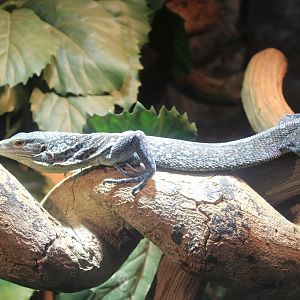 Blue tree-monitor Varanus macraei