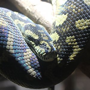 Carpet python - Morelia spilota cheynei