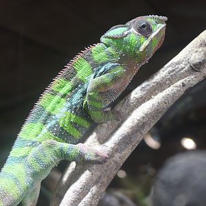 Furcifer pardalis