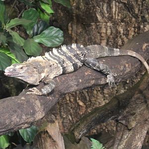 Common spiny-tailed iguana - Ctenosaura similis