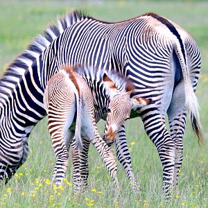 Grevy's zebra with foal; Whipsnade; 14th June 2019