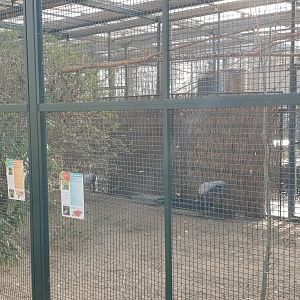 Aviary Demoiselle crane - White-cheeked touraco