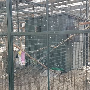 Aviary Vinaceous amazon