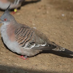 Crested pigeon