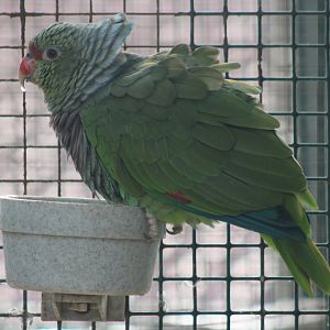 Vinaceous amazon at the feeding-bowl