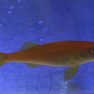 Gold-saddle goatfish - Parupeneus cyclostomus