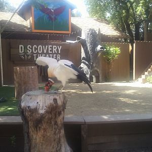 King vulture in the Wildlife Experience Show