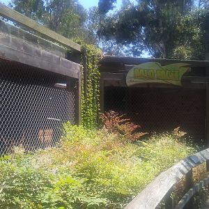 New bald eagle exhibit