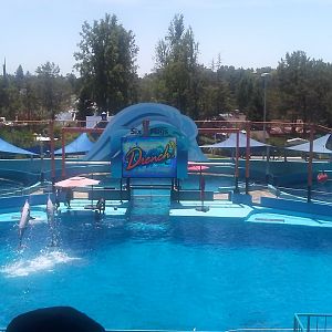 Toyota Stadium (dolphin show)