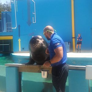 California sea lion and keeper