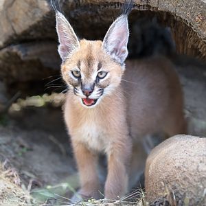 female caracal (2 months)