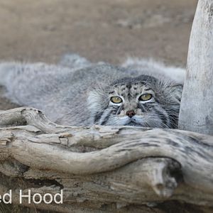 very relaxed pallas cat