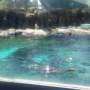 Sea Lion Nursery and Science Center (former walrus habitat)