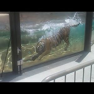 Temple of the Tiger Show