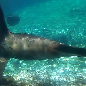 California sea lions