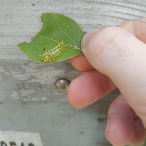 Caterpillar ID