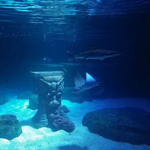 First tank for small sharks and rays