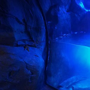 Theming - starfish outside the tank