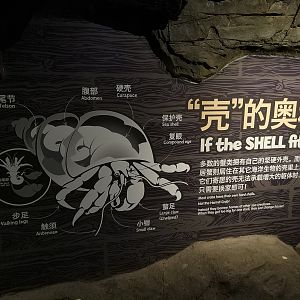 Educational Signage - Hermit Crab