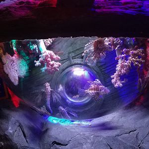 Lionfish Tank