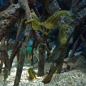Potbellied Seahorse