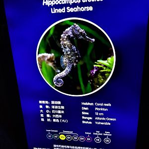 Seahorse Signage